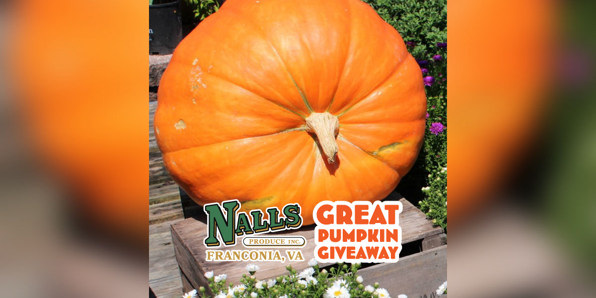 Nalls Great Pumpkin Giveaway